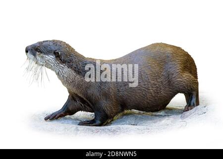 Lontre di mare africane senza artigli (Aonyx capensis) isolate su sfondo bianco. Foto Stock