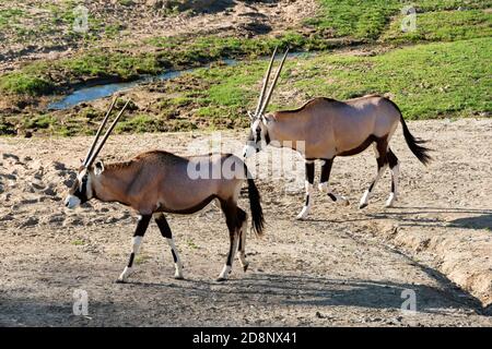 Un paio di gazzelle Oryx che camminano nel cespuglio Foto Stock