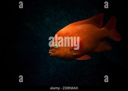 Arancio rosso Garibaldi o Garibaldi damselfish (Hypsypops rubicundus) nuotare nell'oceano. Sfondo scuro. Foto Stock