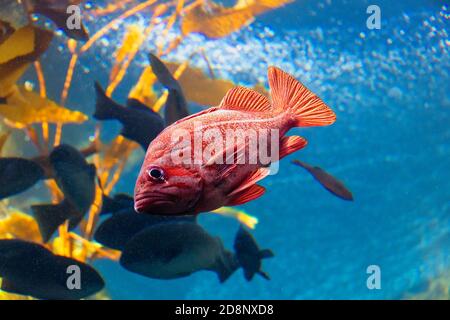 Pesce rosso pescatore nuotare sott'acqua nella foresta di kelp. Foto Stock