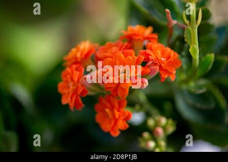 Arance cricca miniata in giardino Foto Stock