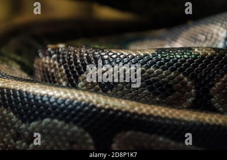 Pelle di serpente astratta textured pattern spoted Foto Stock