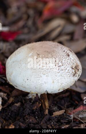 Xantodermo di agaricus Foto Stock