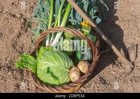 Cesto di verdure fresche (carciofi, cavoli, patate, cetrioli, zucchine, porri) con sottaceti in un orto.Bio food biologico sano . Foto Stock