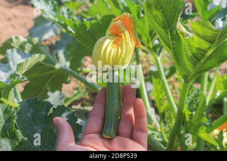 Zucchine con fiori belli su contadino hand.Harvest in orto, concetto di cibo sano. Foto Stock