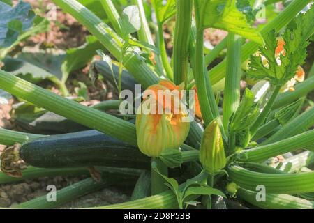 Zucchine in pianta, coltivando in orto con bellissimi fiori . Foto Stock