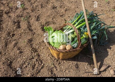 Verdure fresche in cesto di vimini (carciofi, cavoli, patate, cetrioli, zucchine, porri) con sottaceti in un orto Foto Stock