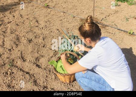 Donna che raccoglie e mette patate su cesto con carciofi, cavoli, patate, cetrioli, zucchine, porri in orto.Agricoltura, farmi Foto Stock