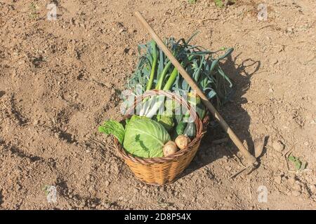 Verdure fresche in cesto di vimini (carciofi, cavoli, patate, cetrioli, zucchine, porri) con sottaceti in un orto.Agricoltura, raccolti Foto Stock