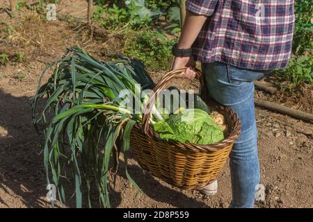 Donna in orto , che tiene il cesto di raccolta (carciofi, cavoli, patate, cetrioli, zucchine, porri).Agricoltura e cibo sano vita Foto Stock