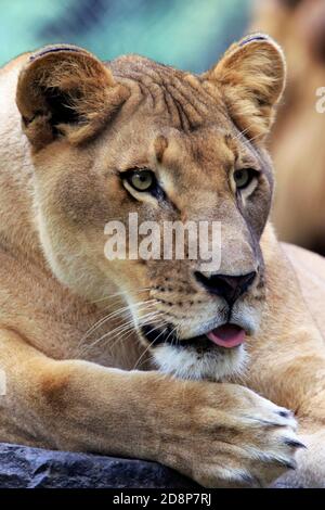 Una leone africana, Panthera Leo, al Cape May County Zoo, New Jersey, USA Foto Stock