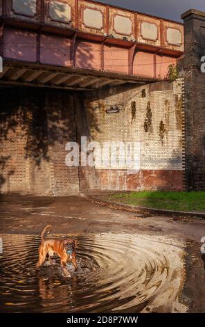 Boxer cane che gioca in una pozza sotto un ponte ferroviario. Londra, Inghilterra, Regno Unito Foto Stock