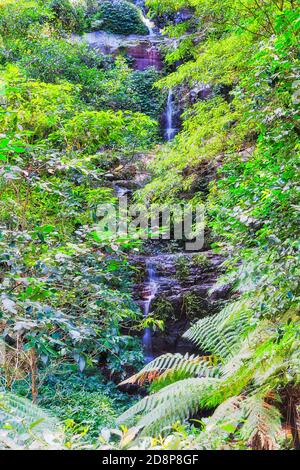 Cascata nel parco nazionale e centro di Minnamurra che scorre verso il torrente Minnamurra attraverso una fitta foresta lussureggiante sempreverde. Foto Stock