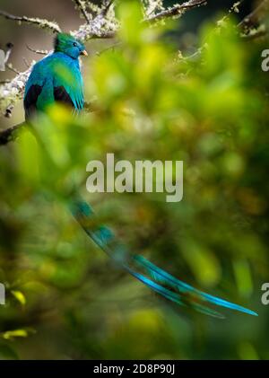 Quetzal - Pharomachrus mocinno maschio - di uccelli nel trogon famiglia. Si è trovato dal Chiapas, Messico ad ovest di Panama. È ben noto per i suoi colorati Foto Stock