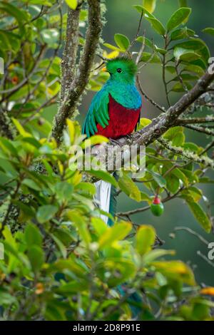Quetzal - Pharomachrus mocinno maschio - di uccelli nel trogon famiglia. Si è trovato dal Chiapas, Messico ad ovest di Panama. È ben noto per i suoi colorati Foto Stock