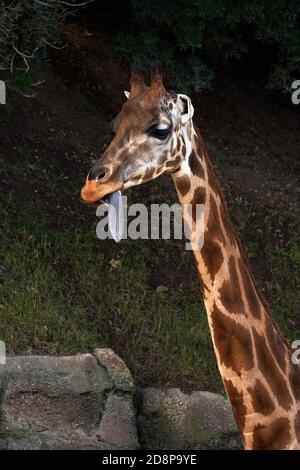 Ritratto verticale di una giraffa Baringo a collo lungo con la sua lingua fuori in uno zoo a Valencia, Spagna Foto Stock