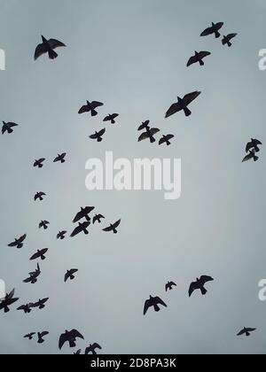 Gregge di uccelli migratori che sorvolano la testa contro il cielo nuvoloso dell'autunno. Silhouette di uccelli, fauna selvatica della natura. Scena della stagione autunnale Foto Stock