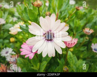 Primo piano di bianchi in fiore nel giardino su sfondo naturale foglie verdi. Gocce di rugiada sui petali morbidi dopo la pioggia. Bel Flo d'autunno Foto Stock