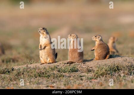 Tre cani di prateria dalla coda nera (Cynomys ludovicianus) a den, Fall, Theodore Roosevelt NP, ND, USA, di Dominique Braud/Dembinsky Photo Assoc Foto Stock