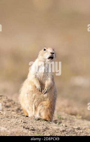 Cane di prateria dalla coda nera (Cynomys ludovicianus) che chiama. Theodore Roosevelt NP, North Dakota, USA, di Dominique Braud/Dembinsky Photo Assoc Foto Stock