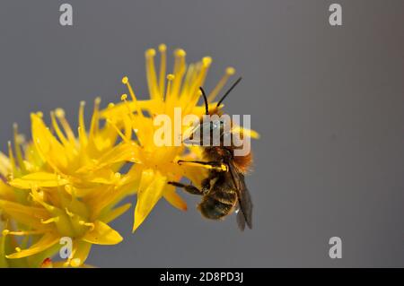 Macro fotografia di un'ape burrowing o Andrena fulva che sta raccogliendo polline su un fiore giallo sempervivum Foto Stock