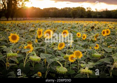 girasoli in un campo a bassa luce Foto Stock