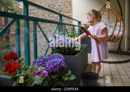 Ragazza piante porpora idrangea sul balcone Foto Stock