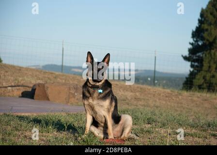 Pastore tedesco seduto al mattino Foto Stock