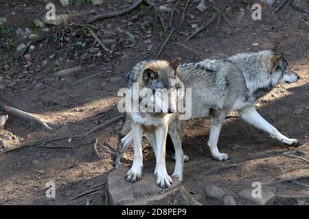 Lupi di legno in gruppo familiare (confezione) Foto Stock