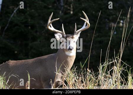 Cervi, bucks o does o fawns dalla coda bianca Foto Stock