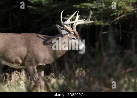 Cervi, bucks o does o fawns dalla coda bianca Foto Stock