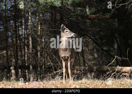 Cervi, bucks o does o fawns dalla coda bianca Foto Stock