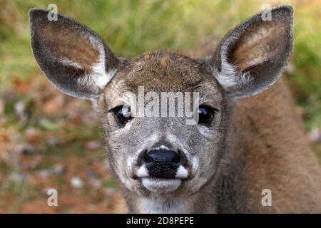 Cervi, bucks o does o fawns dalla coda bianca Foto Stock