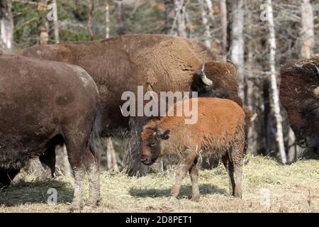 Mandria di bisonti nel parco naturale Foto Stock