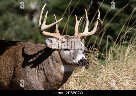 Cervi, bucks o does o fawns dalla coda bianca Foto Stock