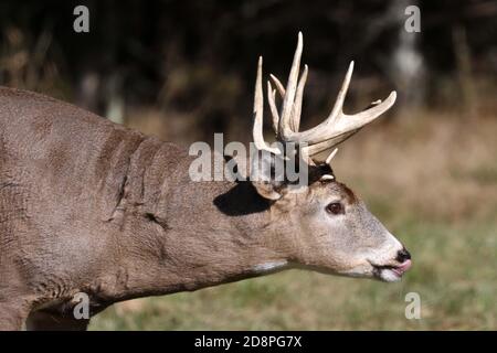 Cervi, bucks o does o fawns dalla coda bianca Foto Stock