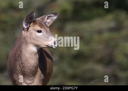 Cervi, bucks o does o fawns dalla coda bianca Foto Stock