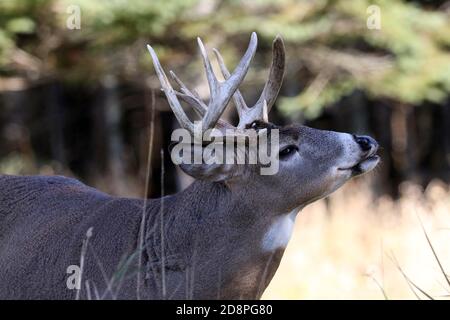 Cervi, bucks o does o fawns dalla coda bianca Foto Stock