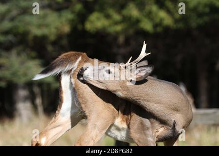 Cervi, bucks o does o fawns dalla coda bianca Foto Stock