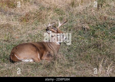 Cervi, bucks o does o fawns dalla coda bianca Foto Stock