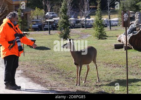 Cervi, bucks o does o fawns dalla coda bianca Foto Stock