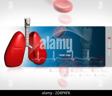 Polmoni umani con ECG Foto Stock