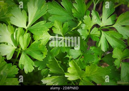 Mcaro sfondo di foglie di prezzemolo verde fresco Foto Stock