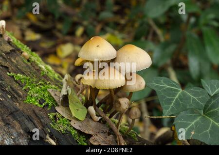 Il cappuccio di tenuta in rovere o l'inclinazione di mycena che cresce su legno umido e marcio. Foto Stock