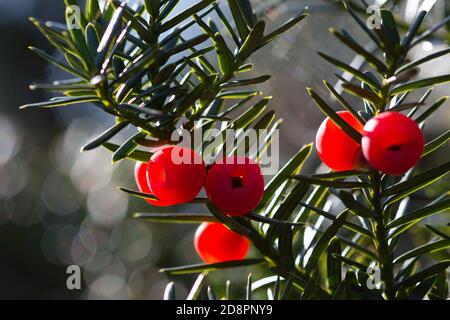 Bacche di tasso rosso brillante e foglie verdi con bokeh in sfondo Foto Stock