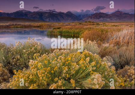 Dawn, Wetlands, Mono Basin National Forest Scenic Area, Eastern Sierra, Inyo National Forest, California Foto Stock