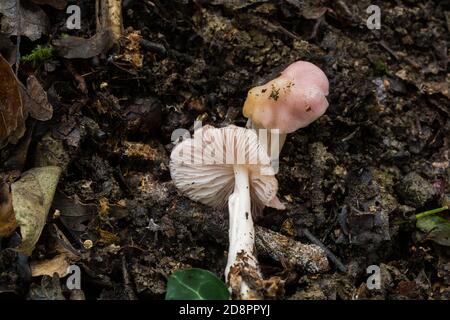 La PAC e il gambo di quello che forse è un giovane 'pickner' o il fungo emetica di Russula. Foto Stock