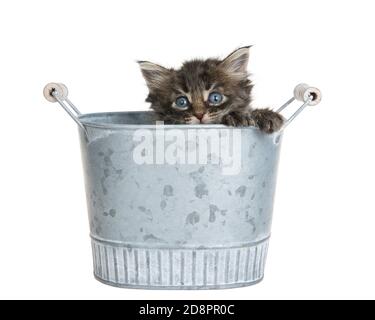 Adorabile gattino dai capelli lunghi che sbirciola sul lato di un secchio di giardino in metallo a doppia maneggiata che guarda direttamente allo spettatore. Zampe sul lato della benna. Isolato Foto Stock
