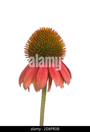 Primo piano verticale su una varietà spiritosa di Cheyenne matura, echinacea, isolata su bianco. Una pianta erbacea fiorente della famiglia Daisy. Foto Stock