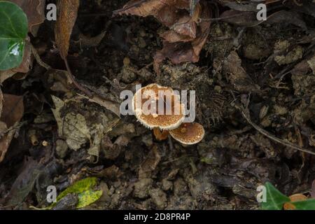 Il fungo di cappero di castagno o Lepiota castanea in bosco di caduta umido. Foto Stock